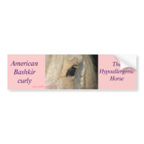 Dunalino American Bashkir curly filly Bumper Sticker
