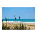 Dune Grass & The Atlantic Ocean posters