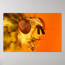 Dung Fly Poster