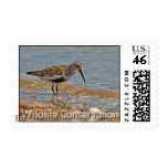 Dunlin Postage Stamp Dunlin Postage Stamp
