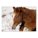 Dunnit Takes a Winter Sun Bath Greeting Cards
