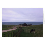castle, dunnottar, stonehaven, scotland, cow,