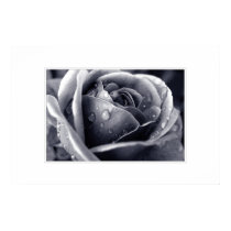 Duotone Rose posters