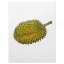Durian Letterhead