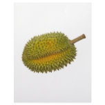 Durian Letterhead