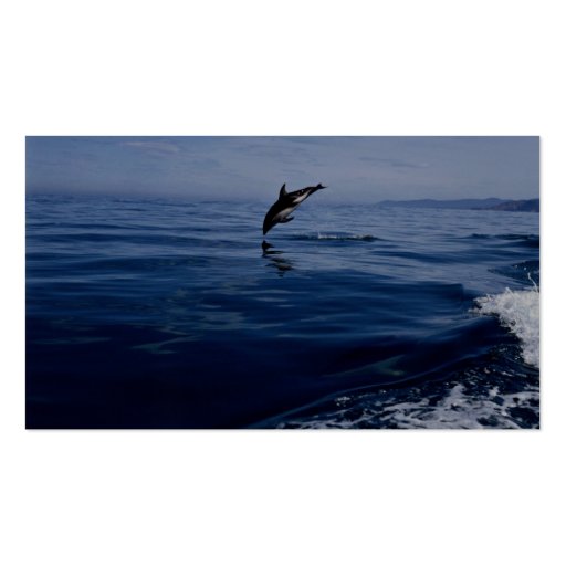Dusky dolphins, side view, nose dive business card (back side)