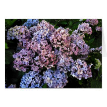 Dusky Hydrangeas Cards