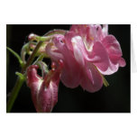 Dusky Pink Aquilegia Card