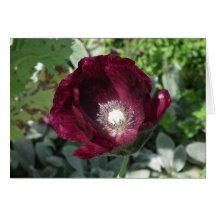 Dusky Poppy Greeting Card