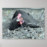 Dust Bathing Maran posters
