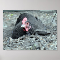 Dust Bathing Maran Poster