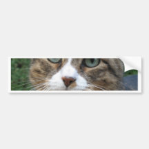 Dust Bunny Bumper Sticker
