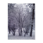 Dusting Post Card
