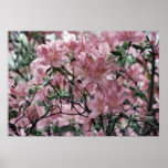 Dusty pink azaleas and meaning posters