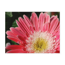 Dusty Rose Gerbera Daisy Postcard