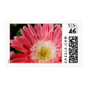 Dusty Rose Gerbera Postage postage by dlgray Dusty Rose Gerbera Postage postage