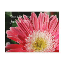 Dusty Rose Gerbera Save The Date  Postcard