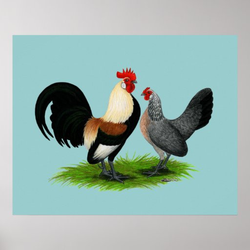 Dutch Bantams Cream Light Brown Poster Zazzle