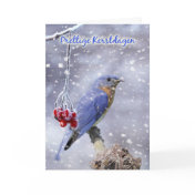 dutch christmas card - blue bird with berries and