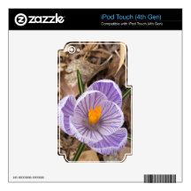 Dutch Crocus Flower first sign spring Skin For iPod Touch 4G