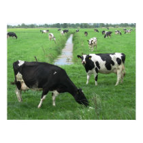 Dutch Dairy Cows Poster Print Gifts