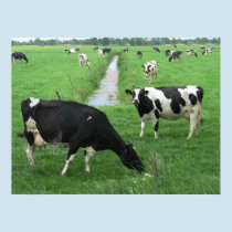 Dutch Dairy Cows Poster Print Gifts posters