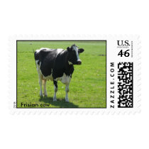 Dutch Frisian cow, Friesland, Holland postage by hollandshop Dutch Frisian cow, Friesland, Holland postage