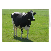 Dutch Frisian cow in green meadow cards by hollandshop Dutch Frisian cow in green meadow cards
