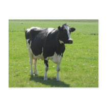 Dutch Frisian cow in green meadow Post Cards