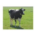 Dutch Frisian cow in green meadow Post Cards