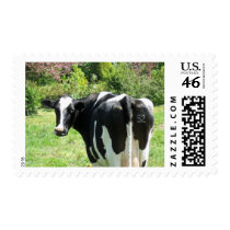 Dutch Frisian Cow in Meadow Post Stamps
