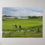 Dutch landscape Cows & Clouds Holland Photo Poster