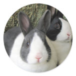 dutch rabbits sticker