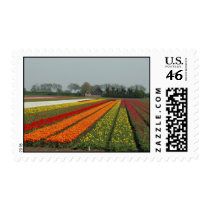 Dutch Tulip Fields 2 postage