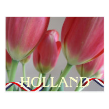 Dutch Tulips Holland Postcard