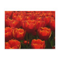 Dutch tulips postcards