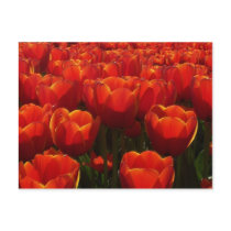 Dutch tulips postcards