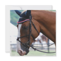Dutch Warmblood Horse Invitations