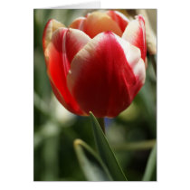 Dutchess Beauty cards by sharonsphotography Dutchess Beauty cards