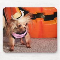 Dutchess - Chihuahua - Photo-7 mousepads by FrankzPawPrintz Dutchess - Chihuahua - Photo-7 mousepads