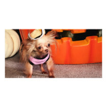 Dutchess - Chihuahua - Photo-7 photo cards