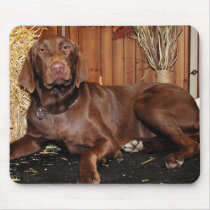 Dutchess - Chocolate Labrador - Photo-13 mousepads by FrankzPawPrintz Dutchess - Chocolate Labrador - Photo-13 mousepads