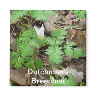 Dutchman's Breeches magnet
