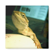 Dwarf Bearded Dragon magnet