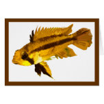 Dwarf Cichlid Cards