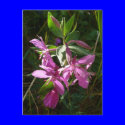 Dwarf Fireweed Blossoms, Unalaska Island postcards