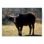 Dwarf Forest Buffalo-black phase Greeting Cards
