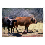 Dwarf Forest Buffalo pair showing red and black ph Cards