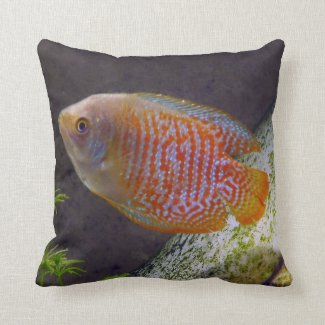 Dwarf Gourami Fish Pillows