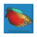 Dwarf gourami magnets